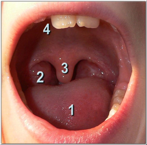 tonsils gland